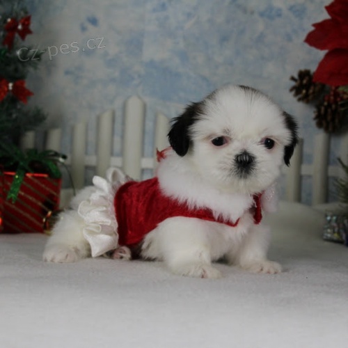 �t��ata SHIH TZU na prodej