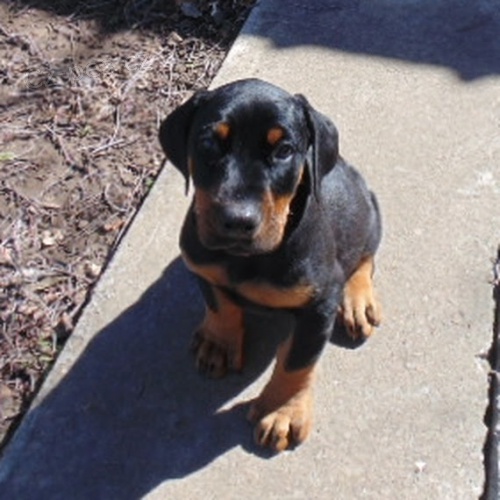 Štěňata dobermana na prodej. Štěňata dobermana na prodej.