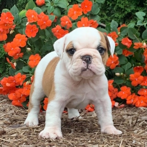 Kr�sn� a and�lsk� �t��ata anglick�ho buldoka na prodej