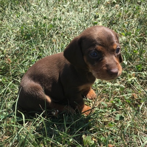 zdrav� �t��ata jezev��k� na prodej