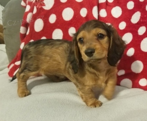  jezev��k� na prodej