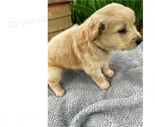 Zlatý retrívr štěňata Zlatý retrívr štěňata