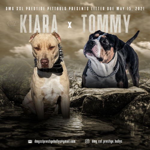 Pitbull �t��ata REZERVACE