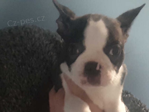 vynikajících 6 štěňat boston teriéra k dispozici vynikajících 6 štěňat boston teriéra k dispozici