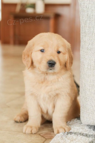 Miluj�c� �t��ata zlat�ho retr�vra k dispozici