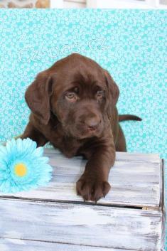 �t��ata labradorsk�ho retr�vra k adopci