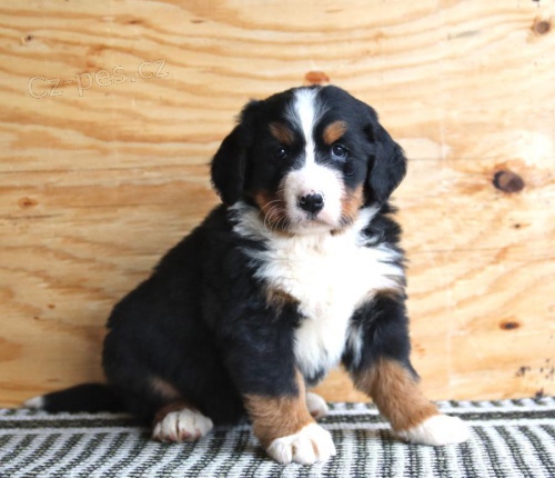 Miluj�c� bernsk� sala�nick� pes k adopci