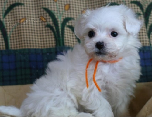 K dispozici jsou roztomil� Bolo�sk� �t��ata