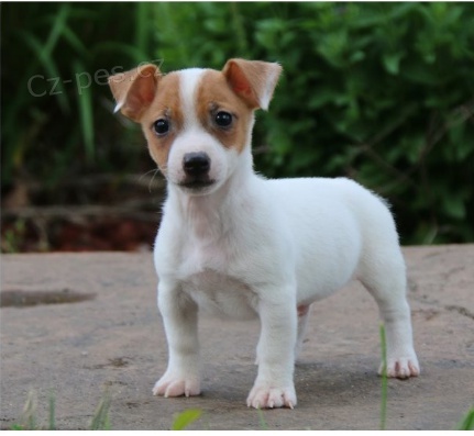 Štěňata Jack Russell teriéra jsou připravena na nové rodiny. Štěňata Jack Russell teriéra jsou připravena na nové rodiny.