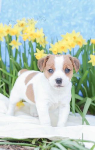 sladká a odchozí štěňata Jack Russell Terrier  sladká a odchozí štěňata Jack Russell Terrier