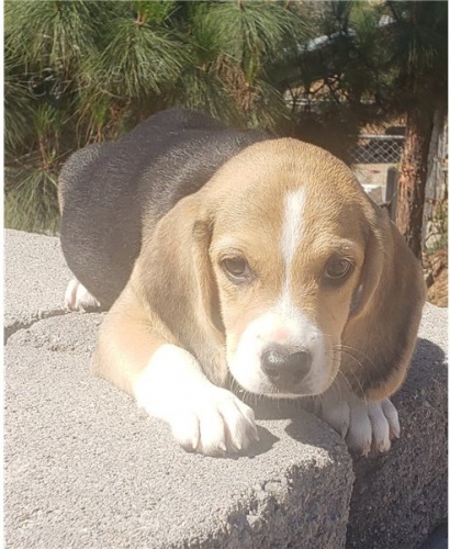 Bígl štěňata Bígl štěňata