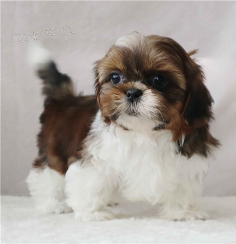 radostná štěňata shih tzu radostná štěňata shih tzu