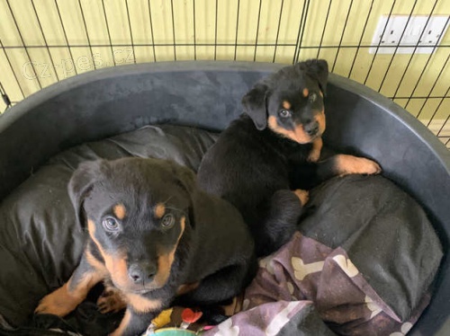 Rotvajler �t��ata