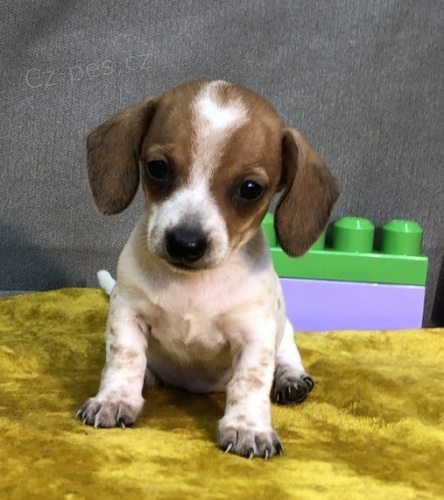 zdrav� �t��ata jezev��k� na prodej