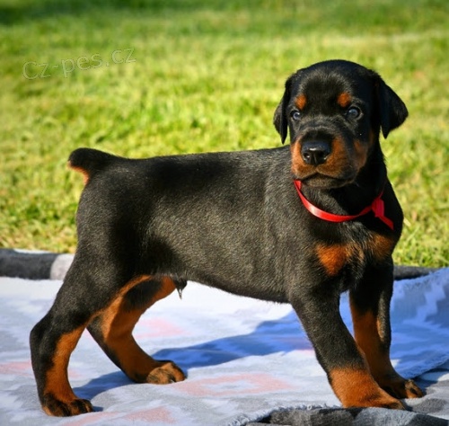 �t��ata dobermana na prodej.