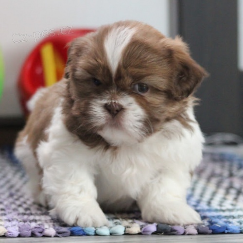 hygienicky a soci�ln� vy�kolen� �t��ata SHIH TZU na prodej