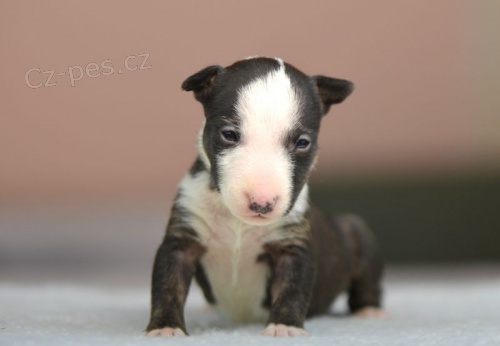 kr�sn� �t��ata anglick�ho bulteri�ra na prodej.