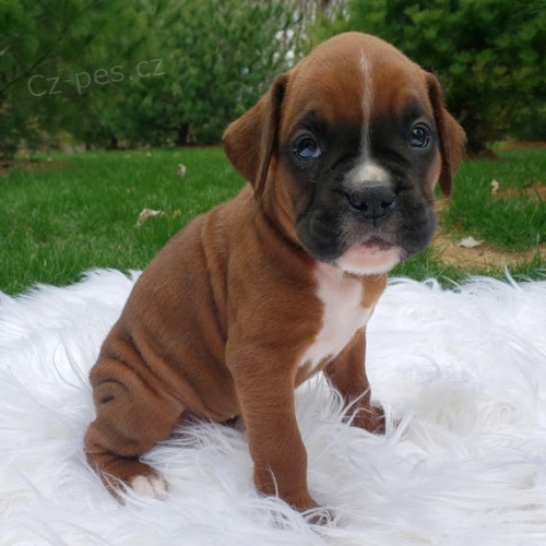 Kr�sn� �t��ata n�meck�ho boxera na prodej