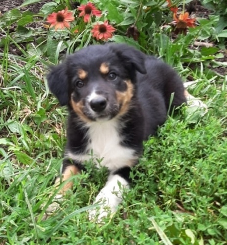 �t��ata border kolie na prodej