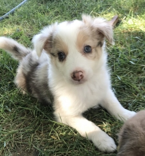 �t��ata border kolie na prodej