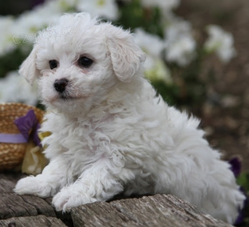 bichon frize  štěňata k dispozici a připravena k prodeji. bichon frize  štěňata k dispozici a připravena k prodeji.