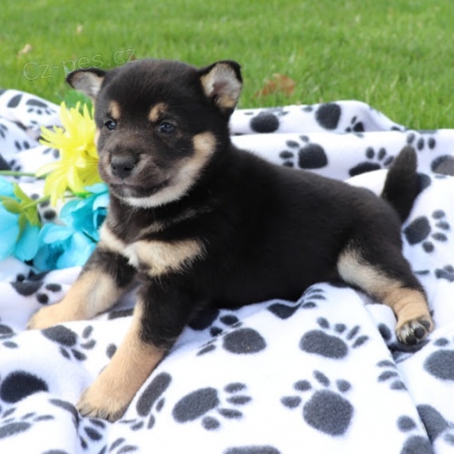 Rozko�n� miminka �t��ata shiba inu na prodej