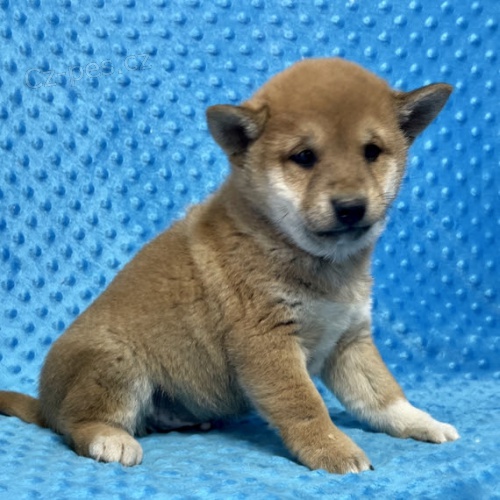 �t��ata shiba inu na prodej