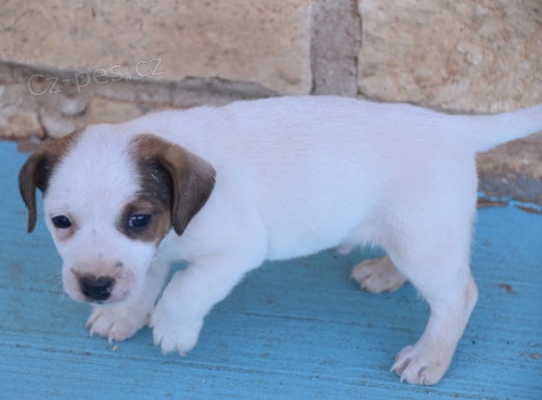 zdravé štěňata jack russell na prodej. zdravé štěňata jack russell na prodej.