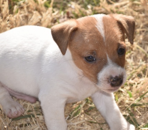 zdravé štěňata jack russell na prodej. zdravé štěňata jack russell na prodej.