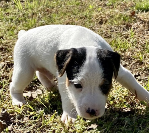 zdravé štěňata Jack Russell TERIÉR na prodej. zdravé štěňata Jack Russell TERIÉR na prodej.