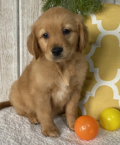 �t��ata zlat�ho retr�vra na prodej.