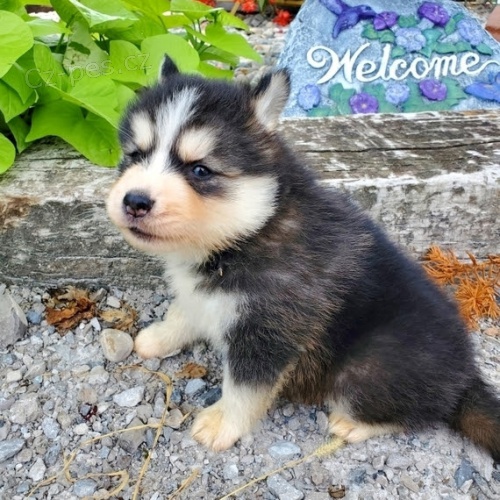 Kr�sn� �t���tka Pomskies na prodej (sibi�sk� a pomeransk� k��enec)