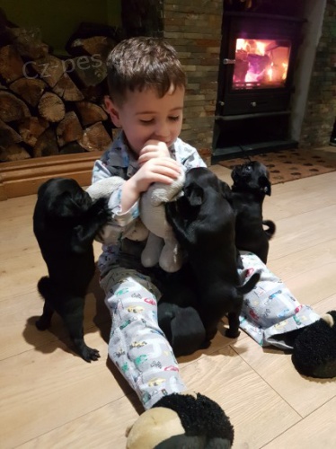 Černý mops štěňata k adopci. Černý mops štěňata k adopci.