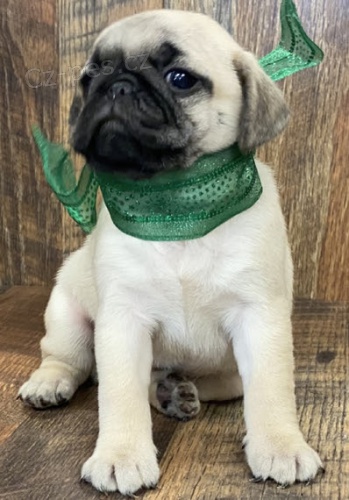 B�ov� mopsl� �t��ata k adopci.