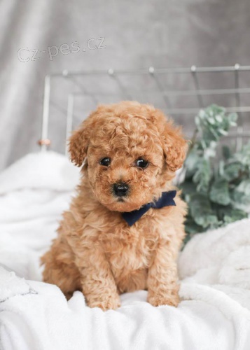 �t���tka pudl pro nov� domov 