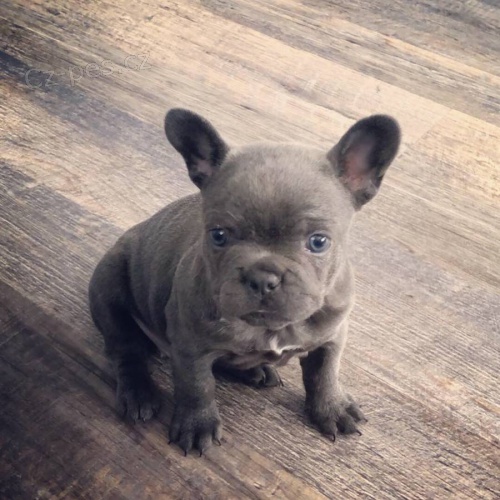 Francouzsk� buldo�ek �t��ata k dispozici