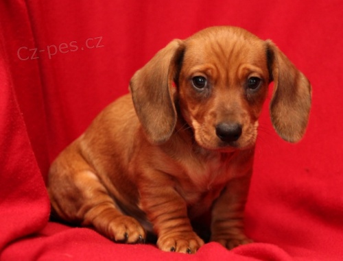 Zdrav� �t��ata jezev��ka pro nov� domov