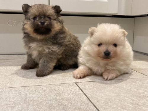 N�meck� �pic pomeranian - �t�n�