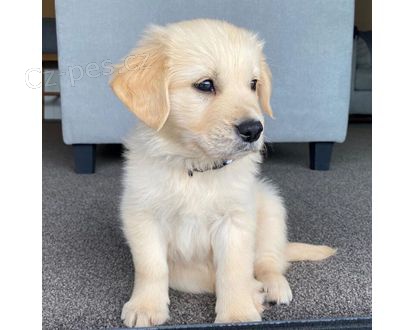 Zlatý retriever Zlatý retriever