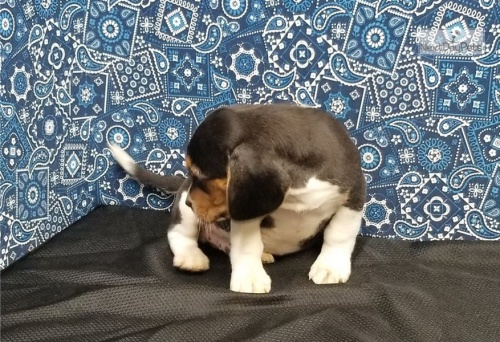 krásná štěňata beagle krásná štěňata beagle