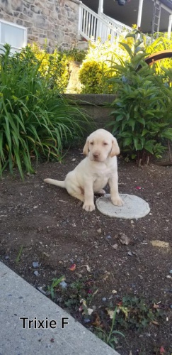 adoptujte štěňata labradora   bezplatná adopce pro moje zdravá štěňata, jsou dobře vyškoleni s rodokmenem mikročipů akc a všemi dostupnými hračkami kontakt spolu s vaším číslem whatsapp adoptujte štěňata labradora   bezplatná adopce pro moje zdravá štěňata, jsou dobře vyškoleni s rodokmenem mikročipů akc a všemi dostupnými hračkami kontakt spolu s vaším číslem whatsapp