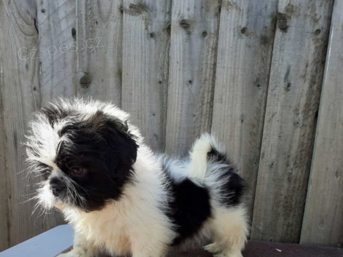 štěňata shih tzu k dispozici štěňata shih tzu k dispozici