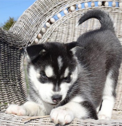 čistokrevná sibiřská husky štěňata čistokrevná sibiřská husky štěňata
