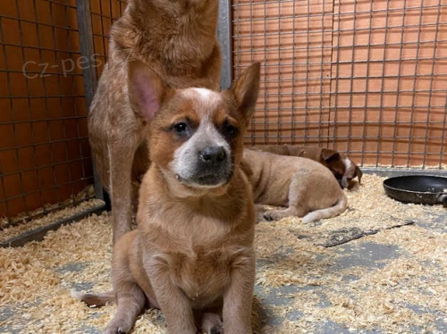 vynikající štěňata australského honáckého psa vynikající štěňata australského honáckého psa