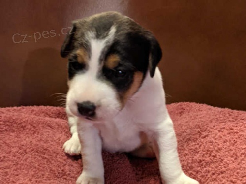 Kvalitní čistokrevný jack Russell Kvalitní čistokrevný jack Russell