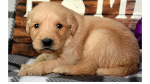 Zlatý retriever Zlatý retriever