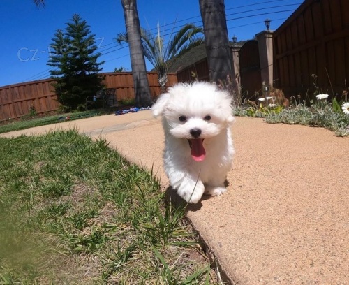 vynikající maltézská štěňata vynikající maltézská štěňata