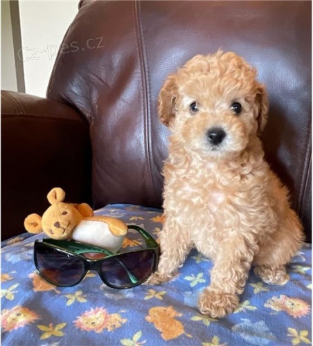 pudlí štěňata pudlí štěňata