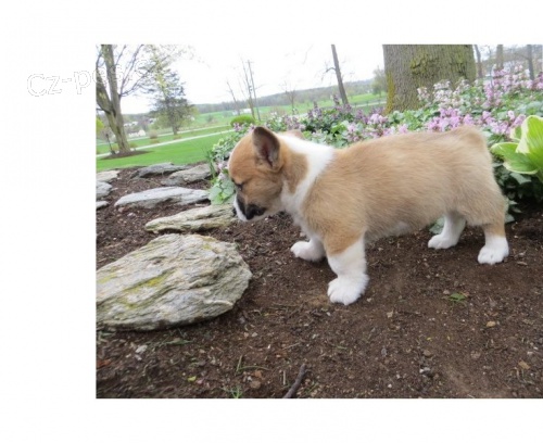 Corgi, Pembroke Welsh Corgi, Pembroke Welsh