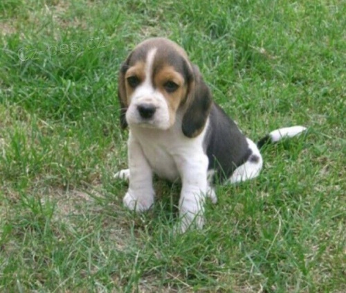 Krásná a sladká 60denní štěňátka bíglů Krásná a sladká 60denní štěňátka bíglů